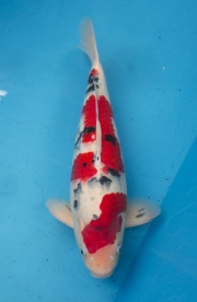 48-楓林養魚場-大正-51CM-3歲