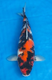 32-昭和三色(樂透魚)-41cm-不明-2016年產-3000起標-(強度p2-2017...