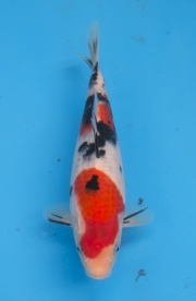 33-楓林養魚場-大正-22CM