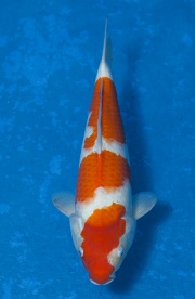 20-紅白-36cm-母魚-(寶源錦鯉養殖場)