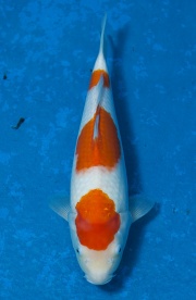 33-紅白-36cm-母魚--(寶源錦鯉養殖場-2015)