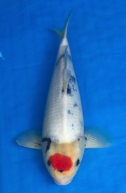 19-丹頂昭和(樂透魚)-41cm-母-2016年產-3000起標-(強度p2-2017元...