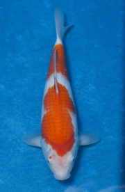 14-紅白-36cm-母魚-(寶源錦鯉養殖場)