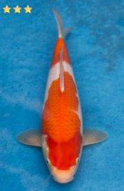 29-紅白-30cm-母魚