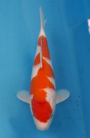 40-楓林養魚場-紅白-37CM