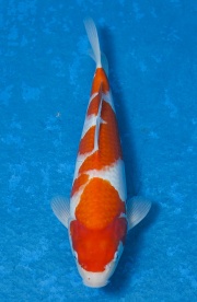 26-紅白-34cm-母魚-(寶源錦鯉養殖場)