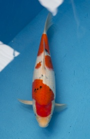 2-楓林養魚場-大正-36CM