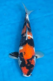 36-昭和三色(樂透魚)-38cm-不明-2016年產-3000起標-(強度p2-2017...