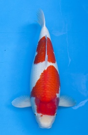 25-紅白-74cm-母-2012年產(外場魚)-(2016億來錦鯉)