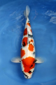 29-昭和三色-58cm-2014年3月產-母魚-(陳文彬)