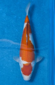 10-紅白-39cm-母魚-(寶源錦鯉養殖場)