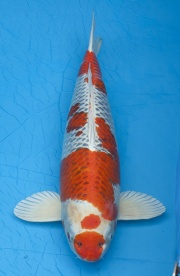 01-孔雀-72cm-公-2011年產-(外場魚)(2016億來錦鯉)