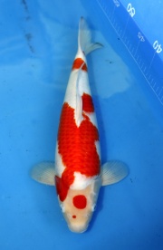 07(大將錦鯉)-紅白-41cm-母魚-2015年產