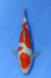 54-紅白-30cm-不明--(鯉池苑錦鯉園)