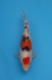 28-楓林養魚場-大正-20CM