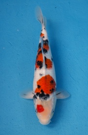 8-楓林養魚場-大正-35CM