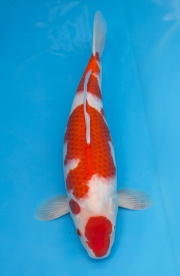 02-紅白-50cm-母魚