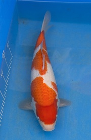 60-紅白(楊裕豐-紅獅王產)(寶源錦鯉養殖場)-39cm-2015產-母魚