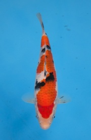 14-楓林養魚場-大正-24CM