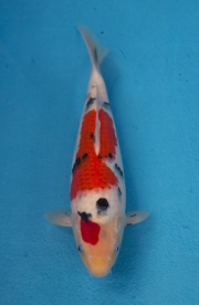 1-楓林養魚場-大正-31CM