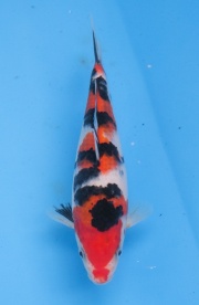 34-楓林養魚場-大正-27CM