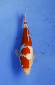 18) 佳河錦鯉園  - 紅白 二歲四段34cm