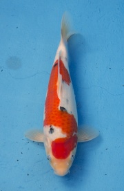 3-楓林養魚場-大正-32CM