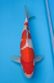 45-楓林養魚場-紅白-39cm