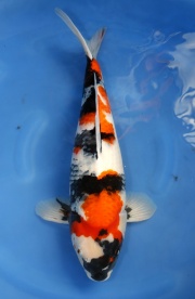 28-昭和三色-59CM-2014年3月產-母魚(陳文彬)