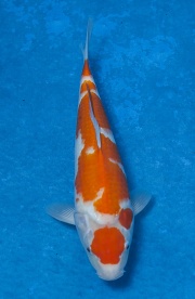 07-紅白-32cm-公魚-(寶源錦鯉養殖場)