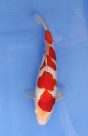 14) 鯉池苑 -四段紅白36cm