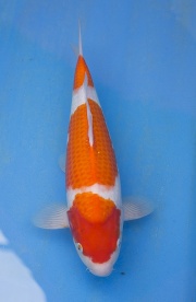 60-紅白(楊裕豐-紅獅王產)-36cm-2015產-母魚--(寶源錦鯉養殖場)