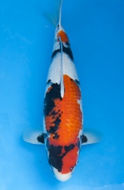 14-昭和-60cm-母-2014年產-(外場魚)-(2016億來錦鯉)