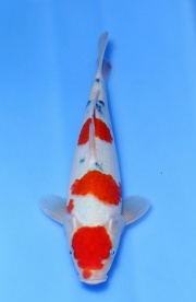 54(鯉池苑錦鯉園)-大正三色-32cm-不明