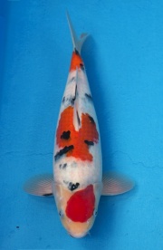 18-楓林養魚場-大正-35CM