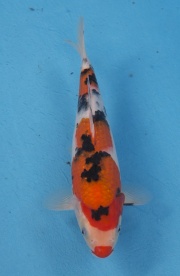 20-楓林養魚場-大正-27CM