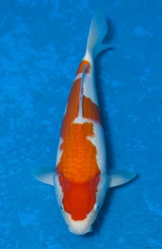 40-紅白-36cm-母魚--(寶源錦鯉養殖場-2015)