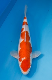 05-紅白-51cm-母魚