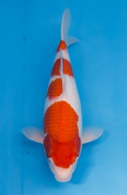 01-紅白-47cm-母魚