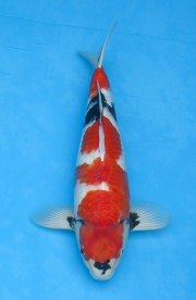 04-昭和-55cm-公-2014年產-(外場魚)(2016億來錦鯉)