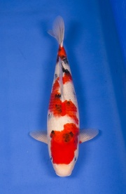 01(Ali-御三家錦鯉園)-大正三色-45cm-母魚-2014產