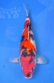 10-真子昭和-49cm-母-2014年產-(2016明宏錦鯉園拍賣會)-1-