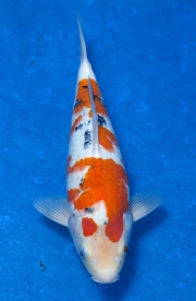 13-大正三色(極品)-41cm-母魚-(寶源錦鯉養殖場)