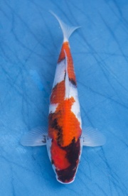 20-桃太郎昭和-26cm-母魚機率高