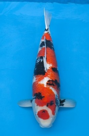 24-昭和-79cm-母-2010年產-(外場魚)(2016億來錦鯉)