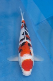 16-自家產大正-43cm-母魚