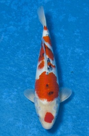 27-大正三色-37cm-公魚-(寶源錦鯉養殖場)