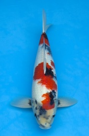 02-昭和-53cm-公-2014年產-(外場魚)(2016億來錦鯉)