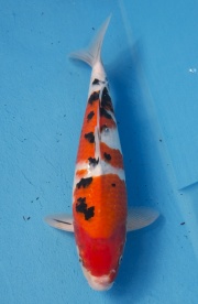 5-楓林養魚場-大正-37CM