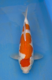 57-紅白(楊裕豐-紅獅王產)(寶源錦鯉養殖場)-36cm-2015產-母魚